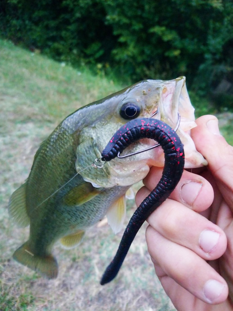 Esfishing Silicone Soft Bait T - مراجعة Fishing Lure Soft Plastic وسعره